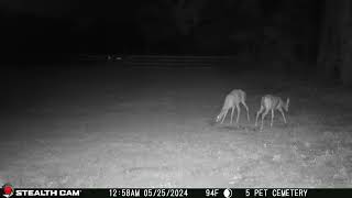 05 25 24 1258 02am Several deer eating in the upper back field near the mineral block deer [upl. by Cybil]