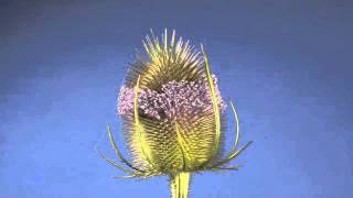 Interesting Teasel flower opening over several days time lapse [upl. by Sallyann]