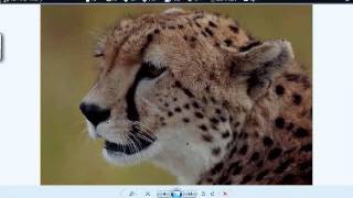 Embird Digitizing with Phil more than 5 years with Embird Part 1 of Digitizing a Cheetah [upl. by Sucitivel]