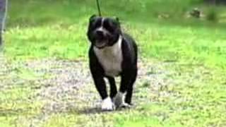 Staffordshire Bull Terrier  Chapter 4 [upl. by Iidnarb488]