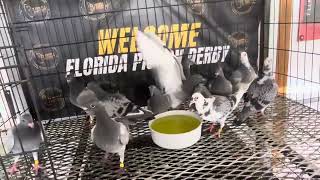 FLORIDA PIGEON DERBY 2024  KALAPATI  LAS VEGAS [upl. by Ignacius558]