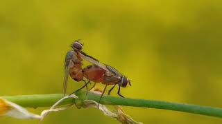 Flies Mating Macro video [upl. by Haizek]