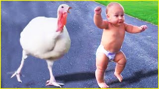 Funny Baby Meet Animals For The First Time  Funny Angels [upl. by Merl]