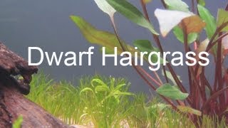 Planting Dwarf hairgrass Eleocharis parvula [upl. by Helse244]