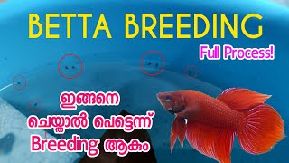 How to breed betta fish  betta breeding malayalam  Fighter Breeding 🐠 betta [upl. by Tayler447]