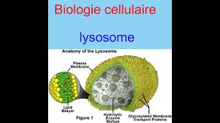 Biologie cellulaire  Lysosome [upl. by Vladamir]