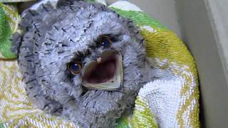 Funny Baby Tony Frogmouth Bird [upl. by Kamp]