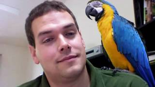 Rachel Talks Finally on Camera Macaw Talking Parrot Talking [upl. by Kcin336]