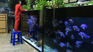 Feeding Frontosa Cichlids in Massive Frontosa Aquarium [upl. by Eadwine]