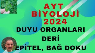 AYT BİYOLOJİ DUYU ORGANLARI DERİ EPİTEL DOKU BAĞ DOKU [upl. by Minsk]