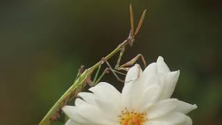 Empusa pennicornis  ბუმბულულვაშა ემპუსა [upl. by Rida]