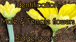 Male flower Female flower Identification Ridgegourd  Drashok gardening  cucurbits [upl. by Enyrb]