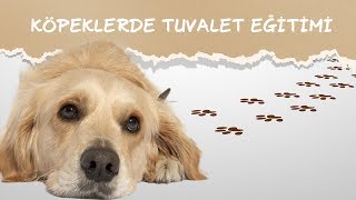 KÖPEK BAKIMI │ KÖPEKLERDE TUVALET EĞİTİMİ [upl. by Aicyla]