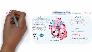 المحاضرة 5 شرح Physiology  Lecture  5   CVS  5   Cardiac Cycle [upl. by Hellene]