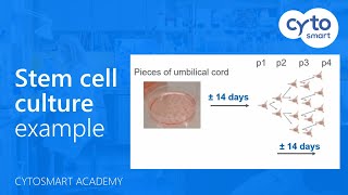 Example of a stem cell culture  CytoSMART Academy [upl. by Gniw]