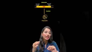 MONOCISTRONIC VS POLYCISTRONIC mRNA [upl. by Lazes905]