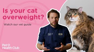 Is my cat overweight  Find out if your cat is the purfect weight [upl. by Enelia700]