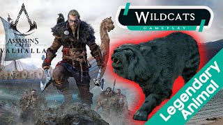 Wildcats of the Weald  Legendary Animal  Assasins Creed Valhalla Gameplay [upl. by Davita]