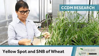 Yellow Spot and SNB of Wheat  10 Years of CCDM Research [upl. by Briny]