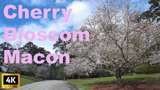 Macon Cherry Blossom Festival Trail  4K Drive [upl. by Assirolc]