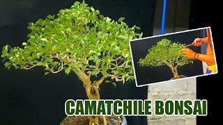 TROPA TIPS atbp  Camachile Bonsai  Damortis bonsai Pithecellobium dulce [upl. by Lyns553]