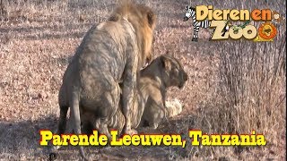 Parende Leeuwen in het wild Ruaha Tanzania [upl. by Tearle635]