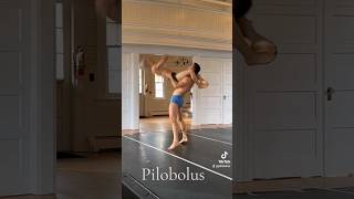 Microdose Pilobolus from Symbiosis [upl. by Weaver383]