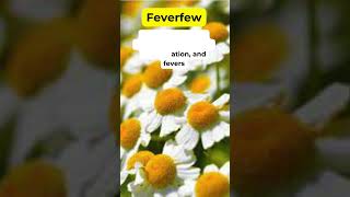 Feverfew Health Benefits Herbal Plant holistic medicinalplants herbalmedicine [upl. by Anderer186]