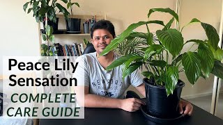 Peace Lily Sensation Care Tips  Tips To Avoid Black Leaves [upl. by Araec]