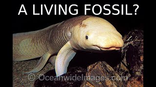 Understanding the Australian Lungfish [upl. by Weibel]