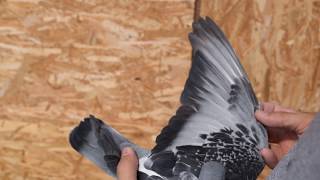 Racing pigeon for sale 100  Pure Stickelbaut 792  2015 [upl. by Davida3]