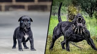 ANTES Y DESPUÉS DE ANIMALES CRECIENDO INCREÍBLES TRANSFORMACIONES DE ANIMALES [upl. by O'Hara]