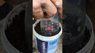 How to grow cherry tree from cherry fruitshortgrowcherry tree [upl. by Ahsilad]