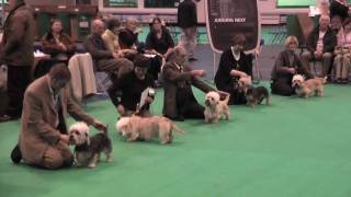 Dandie Dinmont Terriers at Crufts 2009  Best Bitch [upl. by Monney]