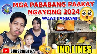 Pababang AKAY 🐣🐤 ngayong 2024  INO LINES napakaraming 😱 Materyales  Lutino Creamino Vlog 39 [upl. by Kalina]