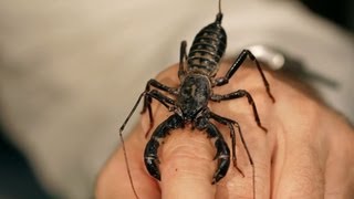 6 Vinegarroon Scorpion Facts amp Care Tips  Pet Tarantulas [upl. by Eilsek]