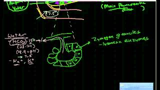 Pancreatic Physiology amp Pathophysiology [upl. by Nairehs]