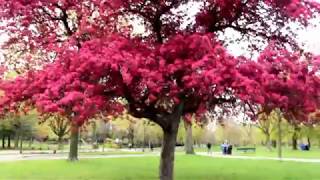 Spectacular Tree With Lots Of Pink Flowers  Crabapple tree [upl. by Gnad364]