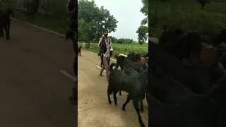 Limbala Gam gamdu village villagelife villagevlog villain nature bollywoodmovie [upl. by Esteban]