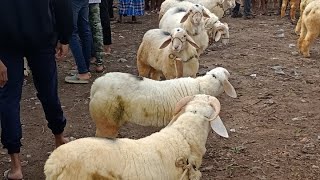 ಬಂಡೂರು ಟಗರುಗಳು  sheep sheepfarming bandurkuri bandursheep [upl. by Bashee394]