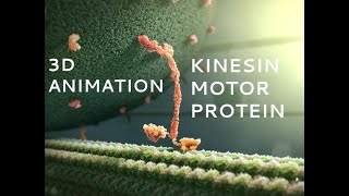 Kinesin Motor Protein 3D Animation with Labels [upl. by Anirod]