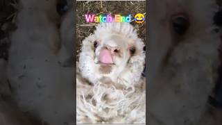 Screaming Sheep BAAAAAHH 😂 jumpescare video 😁 sheep jumpscare funny shorts youtubeshorts [upl. by Ihcehcu]