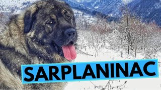 Sarplaninac Dog Breed  Facts and Information  Illyrian Shepherd Dog [upl. by Alleinnad853]