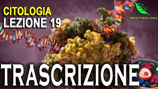 La TRASCRIZIONE del DNA Citologia lezione 19 [upl. by Rafaj93]