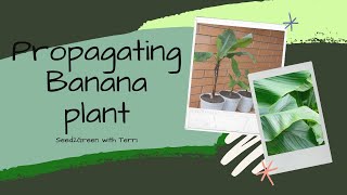 Propagating banana Musa ensete maureli [upl. by Nwahsuq]