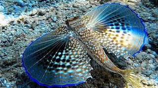 Pesce civetta Dactylopterus volitans  Flying gurnard  Ionic Greece [upl. by Obau]