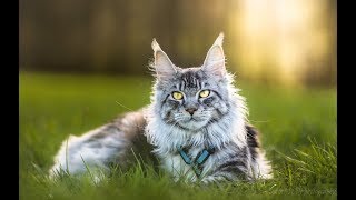 Living with maine coon cat [upl. by Luther490]