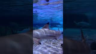 Sealife Oberhausen Haie 17122023 Teil 1 [upl. by Nibas]