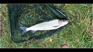 Coarse fishing on the river Test Hampshire [upl. by Nnaeirual]