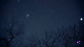 NIGHT SKY IN A MAGIC FOREST  background video aesthetic  screensaver 4k no sound  1 hour [upl. by Ixela]